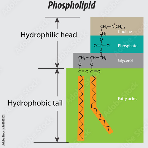 Phospholipid structure backbone vector labeled properly. choline group phosphate glycerol fatty acids