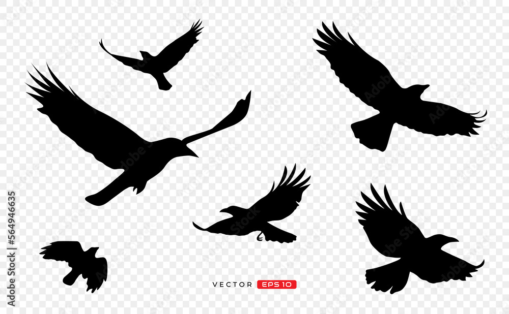 raven, crow flying silhouette. transparant background. vector illustration raven, crow flying silhouette. transparant background. vector illustration