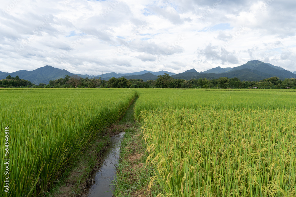 Fototapeta premium Green Terraced Rice Field. rice is growing in the field background