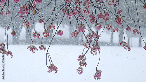 雪に映える牡丹桜1