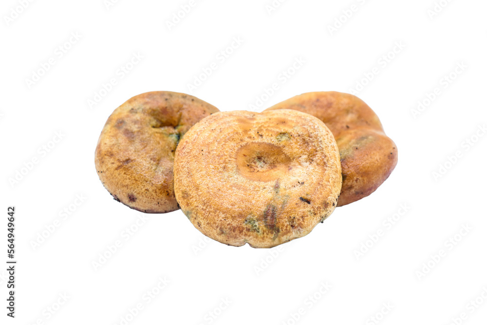 Pine mushroom from Spain. Lactarius png file Pine mushroom from Spain. Lactarius png file