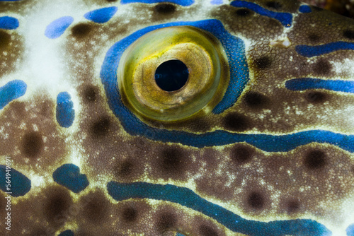 Close up of eye of scribbled filefish (Aluterus scriptus), Egypt