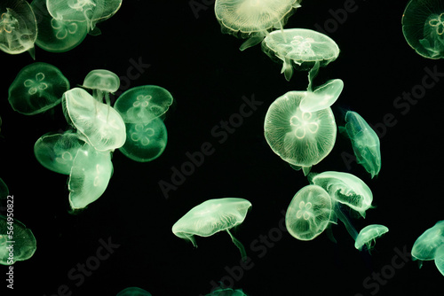 Jellyfish