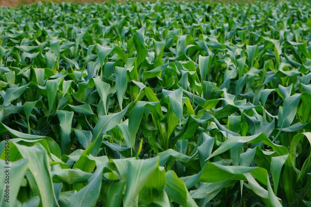 Fields of corn Fields of corn