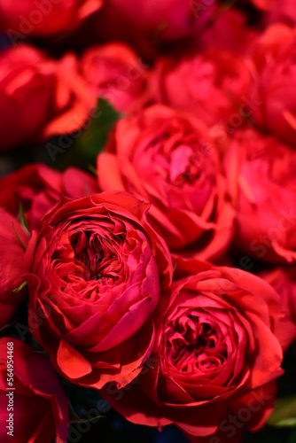 red roses background