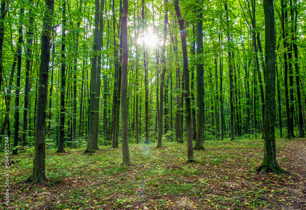 Forest trees. nature green wood sunlight backgrounds Forest trees. nature green wood sunlight backgrounds