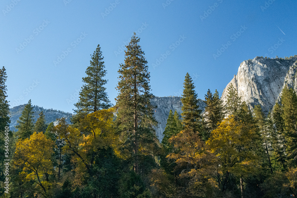 Looking up, in Yosemite Looking up, in Yosemite