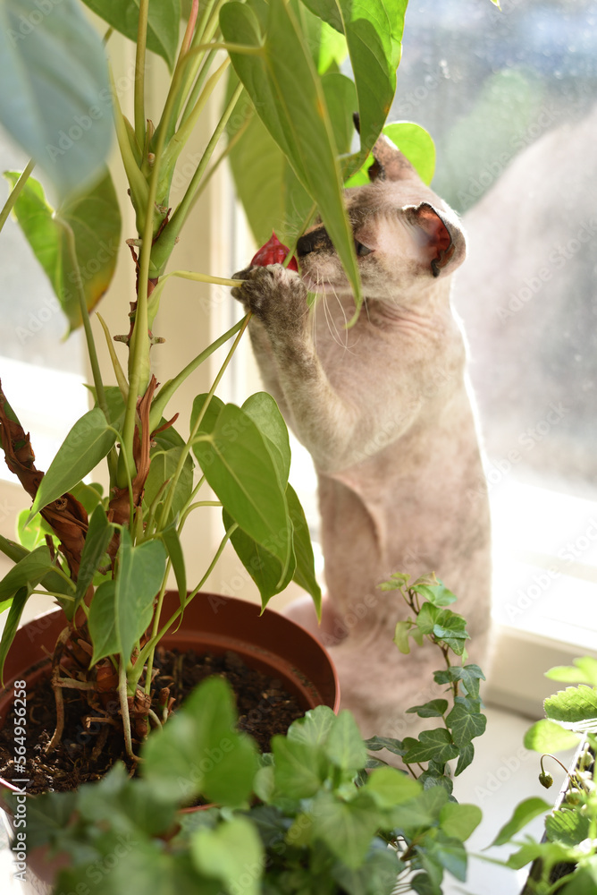 Curious sphinx smelling flower Curious sphinx smelling flower