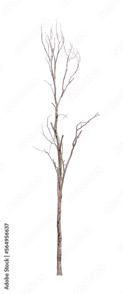 Obraz premium Single old and dead tree isolated