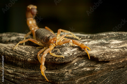 Cape Thick-Tailed Scorpion (Parabuthus capensis). Highly venomous. Mashatu Game Reserve. Northern Tuli Game Reserve. Botswana