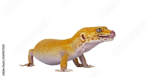 Adult Super Hypo Tangerine Manderin leopard gecko aka Eublepharis macularius, standing side ways sticking out tongue. Isolated cutout on transparent background.