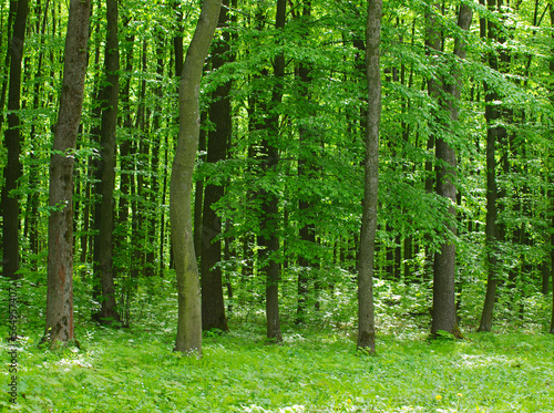 Forest trees. nature green wood sunlight backgrounds