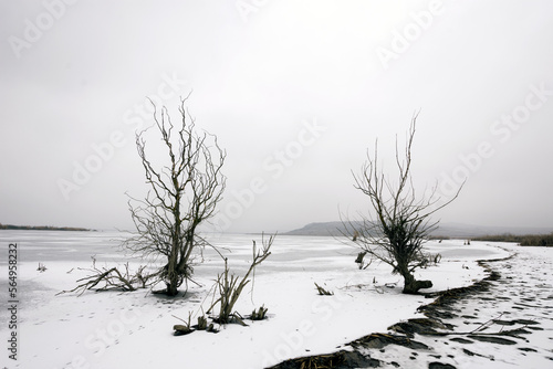 Trees in frozen barren land in winter