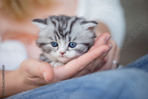 Kleines Kätzchen mit Mensch, kuscheln