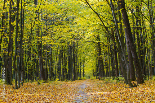 Golden autumnal forest with sunbeams