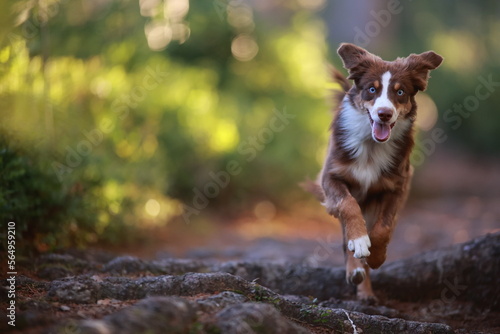 dog running mini aussie path