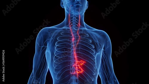 Wallpaper Mural 3D rendered medical animation of a man's vagus nerves Torontodigital.ca