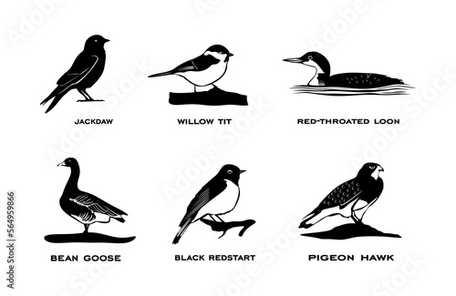 Set of birds isolated. Collection of birds silhouettes on black color in minimal style. vector eps10