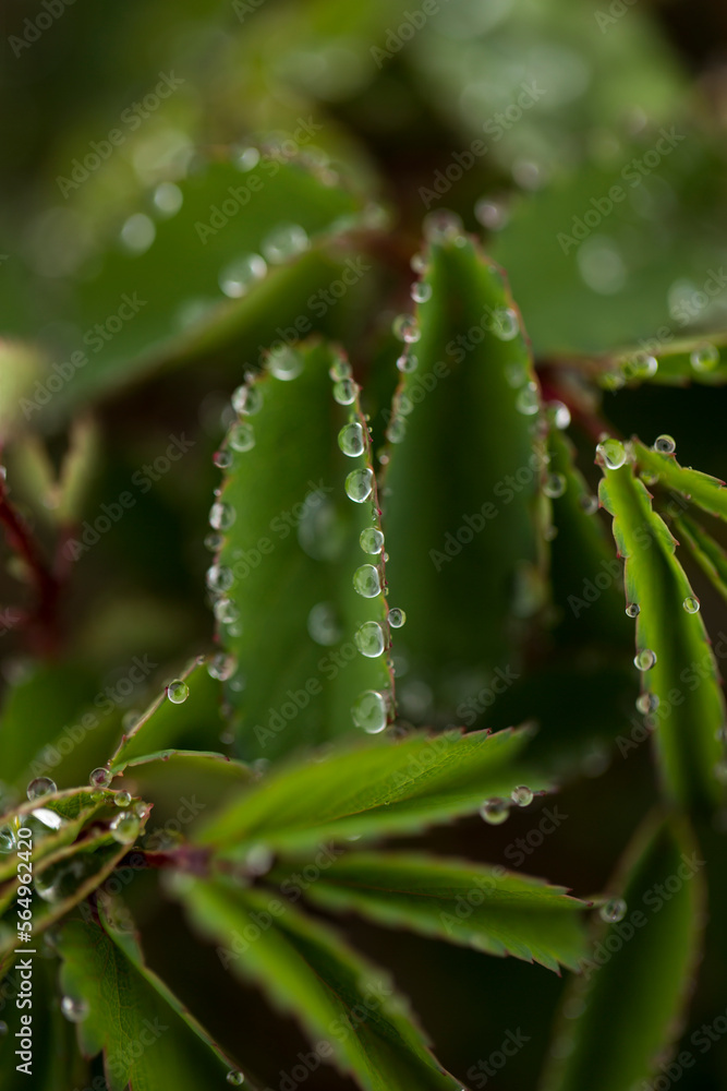 Waterdrops on the edge of leaves. Rhoen Mountains, Germany Waterdrops on the edge of leaves. Rhoen Mountains, Germany