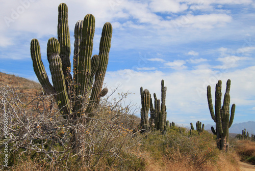 Mexican giant cactus field (Large Elephant Cardon cactus) in a desert landscape, part of a large nature reserve area in the town of Todos Santos, in Baja California Sur, Mexico