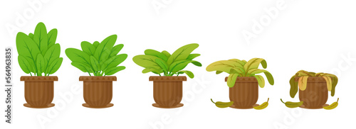 Flower houseplant withering phases vector flat illustration. Potted flower life cycle