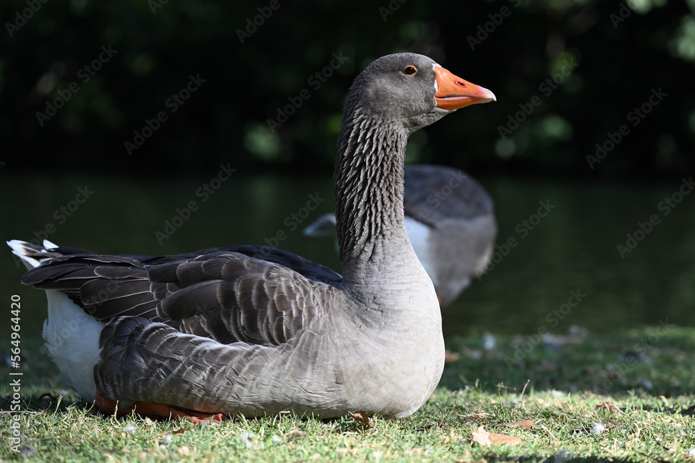 Low shot of the side of a grey domestic goose, as the bird rests on grass beside a lake Low shot of the side of a grey domestic goose, as the bird rests on grass beside a lake