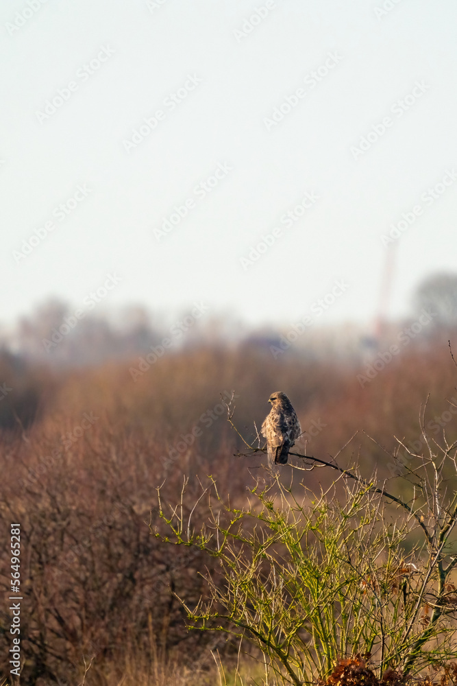 Impressive common buzzard, buteo buteo, sitting on branch in autumn with copy space. Feathered animal with white and brown plumage