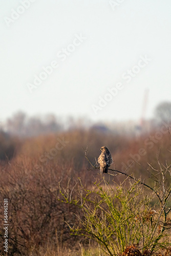 Impressive common buzzard, buteo buteo, sitting on branch in autumn with copy space. Feathered animal with white and brown plumage