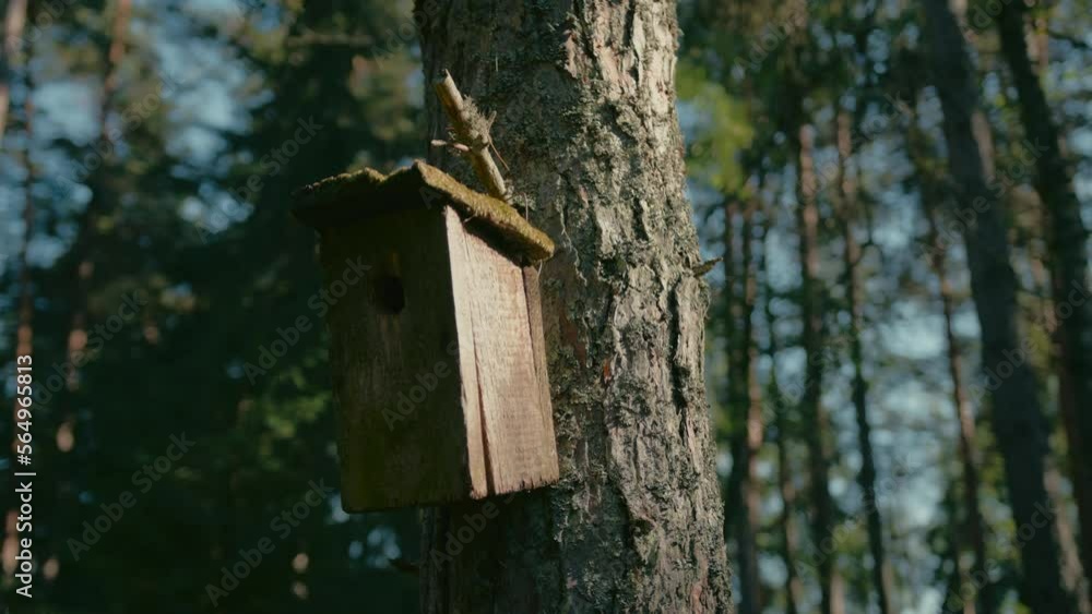 Cinematic shot of handmade wooden bird shelter hanging on tree trunk with sunlight highlighting texture, Slow motion Cinematic shot of handmade wooden bird shelter hanging on tree trunk with sunlight highlighting texture, Slow motion