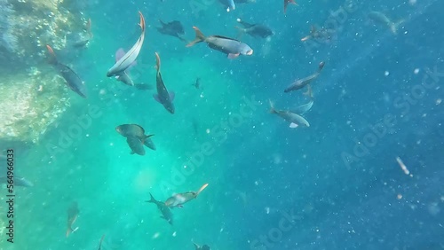 Shoal Of Panamic Sergeant Major And Other Fishes Swimming Under The Sea with Particles In Baja California, Mexico. photo