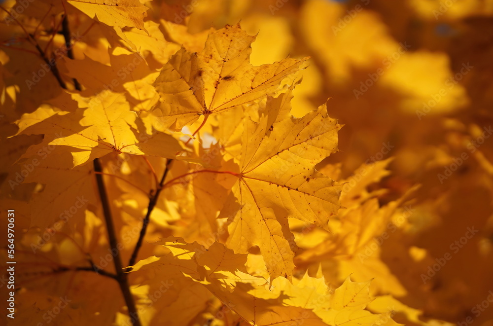 Branch of beautiful maple tree with golden foliage in a morning backlight in the autumn forest in Elk Island National Park with blurred golden leaves background Branch of beautiful maple tree with golden foliage in a morning backlight in the autumn forest in Elk Island National Park with blurred golden leaves background
