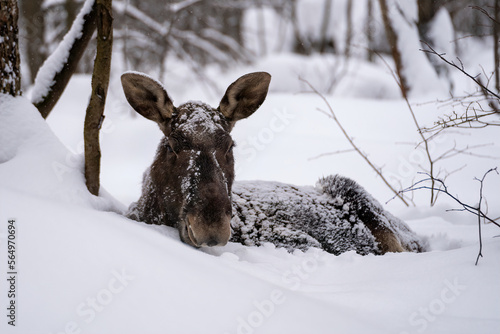 portrait of female elk covered with snow and lying in a snowdrift in winter forest in Elk Island National Park