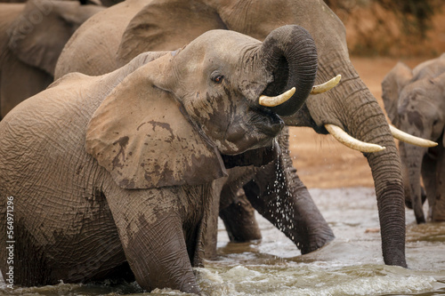 African bush elephant  Loxodonta africana  drinking at a waterhole. Mashatu  Northern Tuli Game Reserve. Botswana