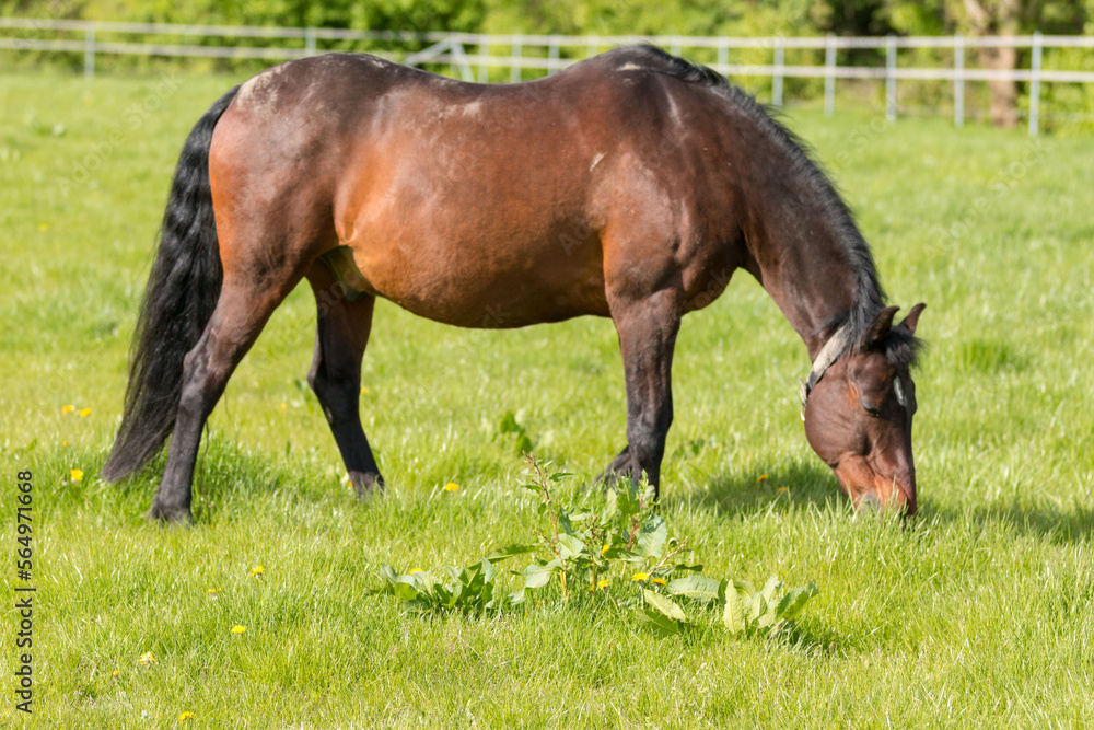 A grazing brown horse on fresh green meadow A grazing brown horse on fresh green meadow