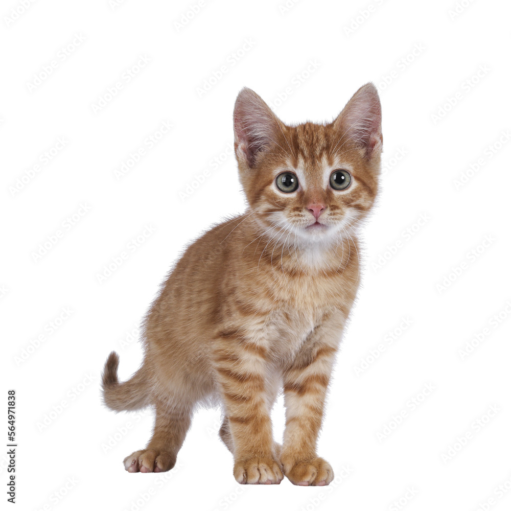 Cute little red house cat, standing facing front. Looking curious towards camera. Isolated cutout on a transparent background.
