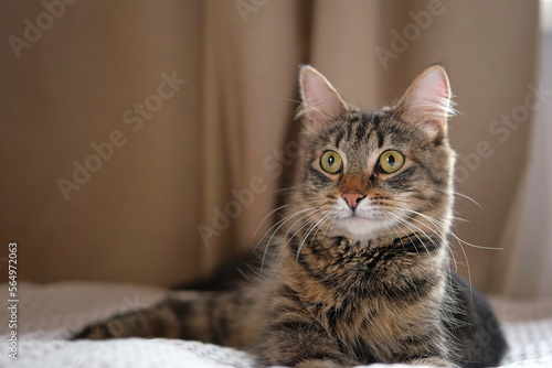 Surprised cat look around follow something, closeup. Tabby domestic cat pet staring a the camera with shocking face and wide open eyes. Cute curious kitty with big yellow eyes lying bed. Funny pet. © Marina Demidiuk