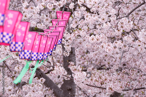 桜とランタン　春のお花見のイメージ