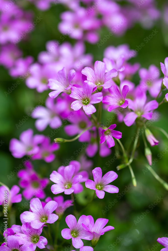 ムラサキカタバミの花　野の花