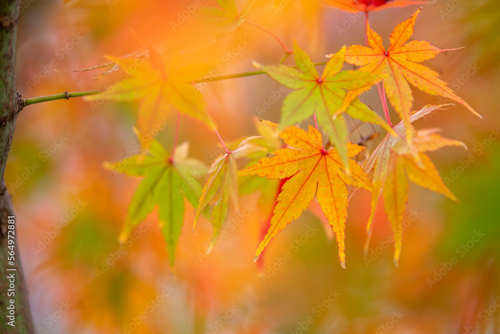 紅葉　秋のイメージ