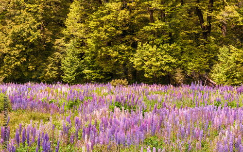 A field of Lupin flowers with trees behind at Cascade Creek near Lake Gunn on the South Island of New Zealand photo