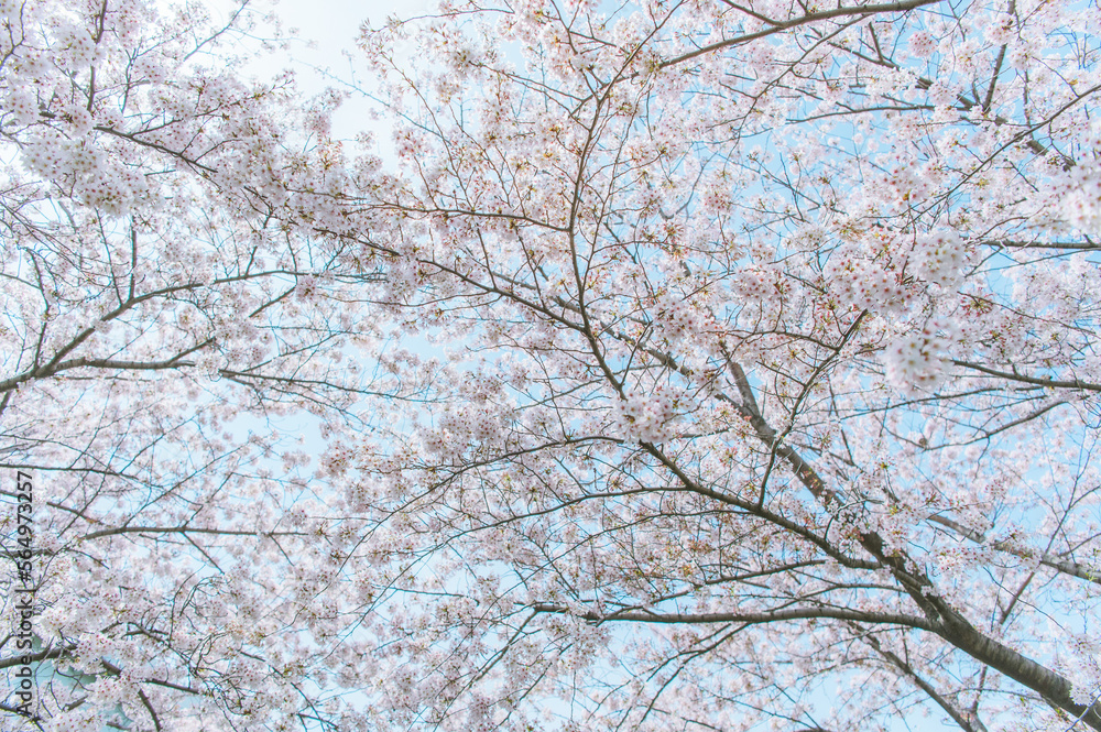 白 桜 満開 素材 白 桜 満開 素材
