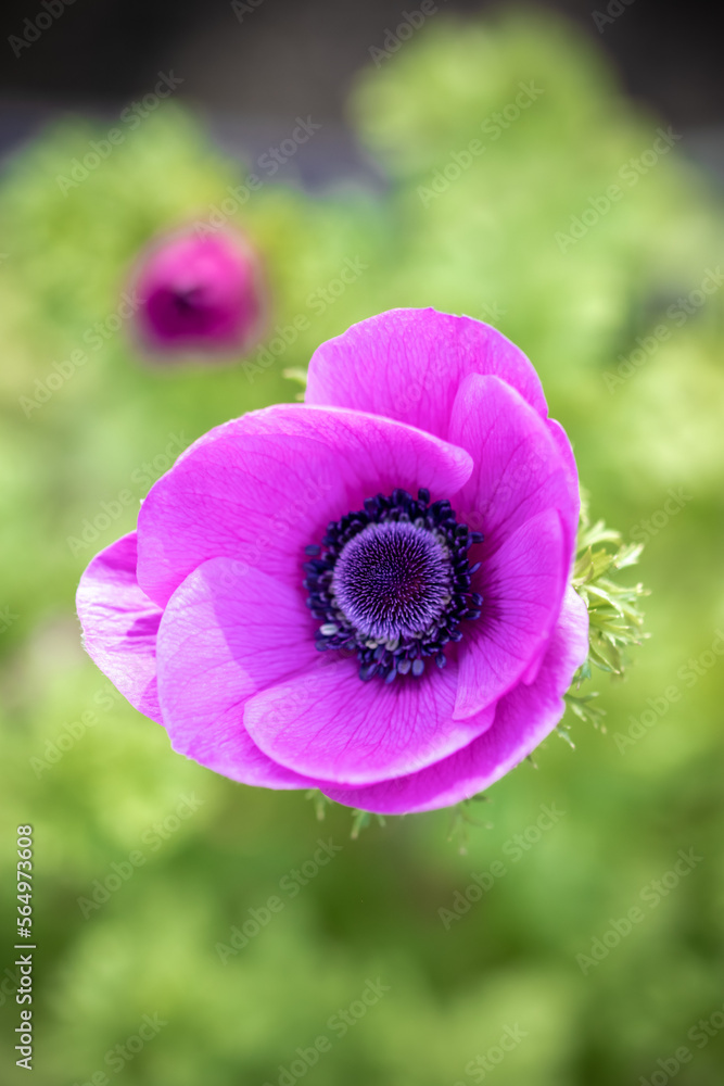 Fototapeta premium アネモネの花 春のイメージ