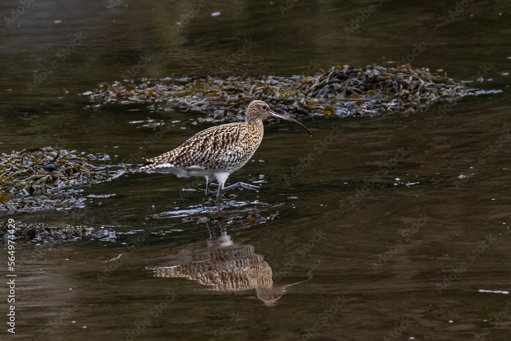 Fototapeta premium Curlew