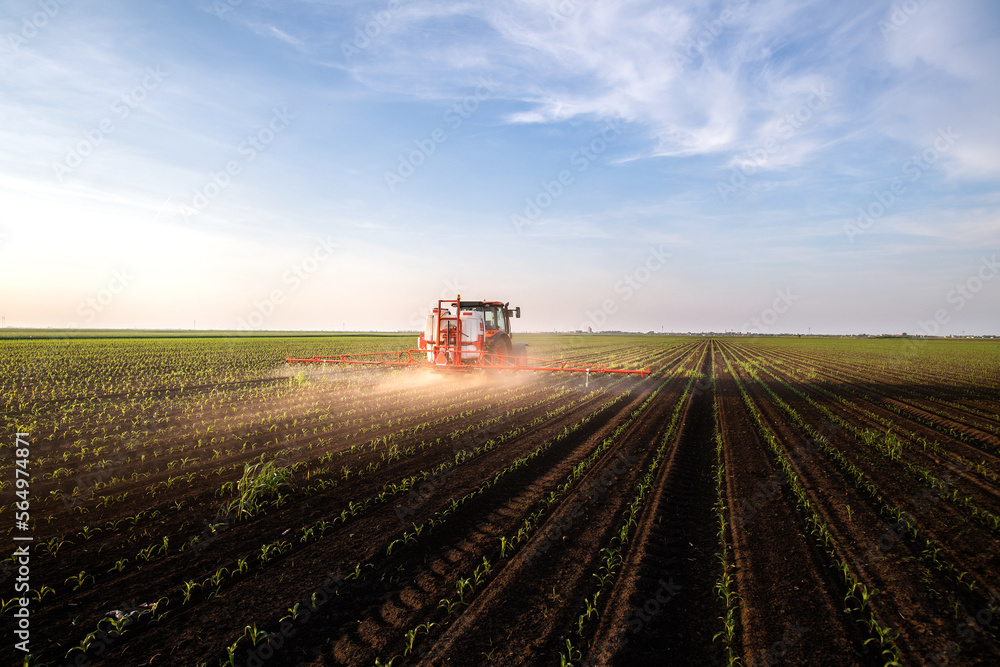 Tractor spraying corn field in sunset Tractor spraying corn field in sunset