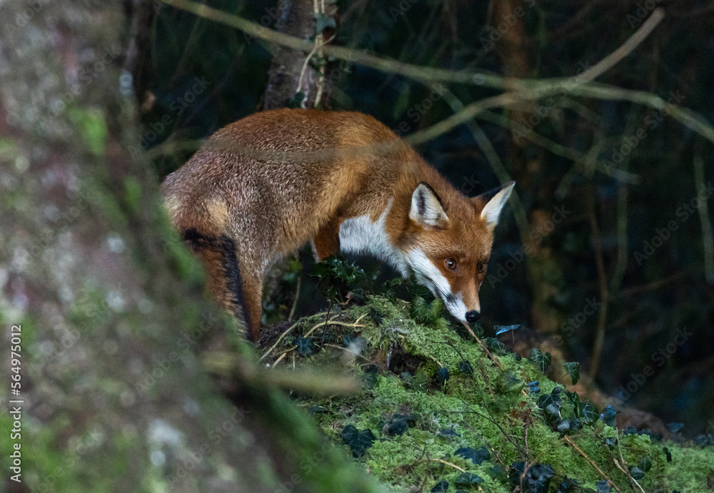 Red Fox (vixen) Red Fox (vixen)