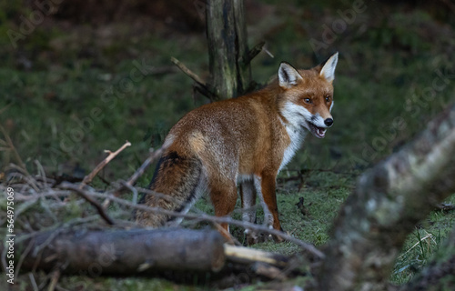 Red Fox (vixen) © David