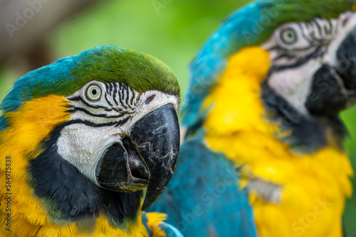 ルリコンゴウインコのポートレート