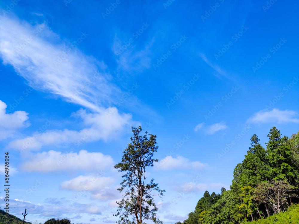 Obraz premium tree in the forest and cloudy sky