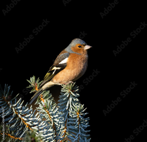 Chaffinch