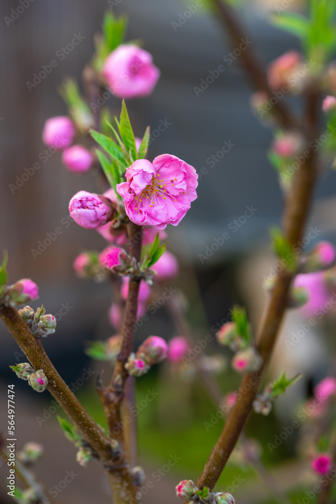 桃の花　春のイメージ